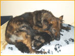 1 Woche jung - vier Welpen (2 R�den, 2 H�ndinnen)